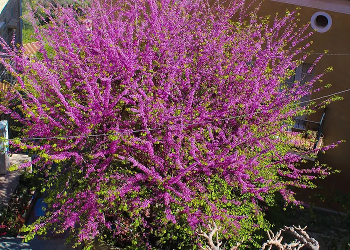 Hotel Restaurant U Santa Maria Olmeto (Corsica)