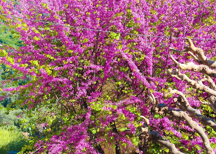 酒店 Restaurant U Santa Maria 2*